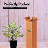 Aglaonema Super White - Live Plant (Home & Garden)