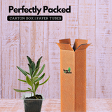 Kalanchoe Tomentosa | Chocolate Soldier | Panda Plant - Live Succulent Plant (Home & Garden)