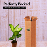 Dieffenbachia Maculata / Dumb Cane - Live Plant (Home & Graden)