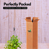 Peperomia Green Creeper Hanging Plant With Pot