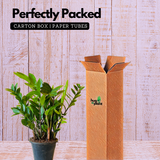 Big ZZ Plant Green (Zamioculcas zamiifolia) - Live Plant in 10 inch For Indoor (Home & Garden)