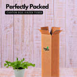 Asplenium Nidus Crissie Fern- Live Plant (Home & Garden)