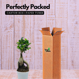 Bonsai Ficus (Grafted - Ficus retusa)- Live Plant in 10cm Pot (Home & Graden)