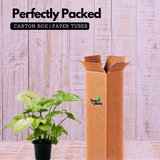 Syngonium Lemon (Syngonium Podophyllum) - Live Plant (Home & Graden)