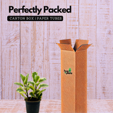 Peperomia Obtusifolia (Variegated)- Live Plant in 10cm pot For Indoor (Home & Garden)