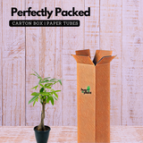 Pachira Money Plant Tree Braided | Malabar Chestnut (Pachira aquatica)- Live Plant in 12cm Pot (Home & Garden)