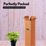 Syngonium White (Syngonium Podophyllum) - Live Plant (Home & Graden)