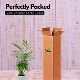 Parlour Palm | Bamboo palm | Chamaedorea Palm (Chamaedorea seifrizii) - Live Plant For Indoor (Home & Garden)