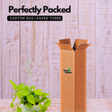 Golden Money Plant Hanging With Pot