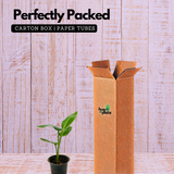 Bird Of Paradise Small (Strelitzia reginae)- Live Plant (Home & Garden)