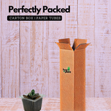 Kalanchoe Humilis- Live Succulent Plant (Home & Garden)