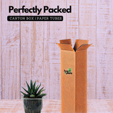 Haworthia Fasciata cv. Concolor - Live Plant (Home & Garden)