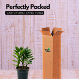 ZZ Plant Green (Zamioculcas zamiifolia) - Live Plant For Indoor (Home & Garden)