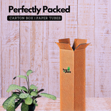 Calathea Amagris- Live Plant (Home & Graden)