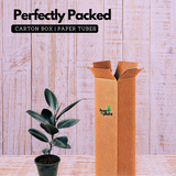 Rubber Tree, Rubber Plant, Ficus elastica (Black Prince, Burgundy)- Live Plant (Home & Garden)