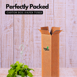 Philodendron Oxycardium Golden Plant With Hanging Pot