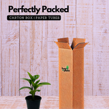 Peperomia Green / Baby Rubber (Peperomia obtusifolia) - Live Plant For Indoor (Home & Garden)