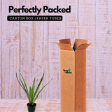 Sansevieria Silver Princess / Snake Plant (Sansevieria trifasciata)- Live Plant (Home & Garden)