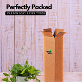 Green Money Plant Hanging With Pot