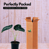 Alocasia Black Velvet- Live Plant (Home & Garden)