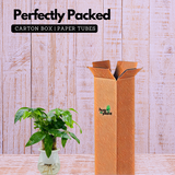 Pachira Money Plant Tree | Malabar Chestnut (Pachira aquatica)- Live Plant Selfwatering Pot (Home & Garden)