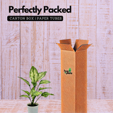 Aglaonema Snow White (Aglaonema Costatum)- Live Plant (Home & Garden)