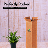 Sansevieria Sansiam Moto - Live Plant For Indoor (Home & Garden)