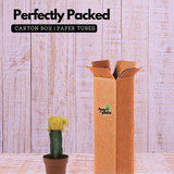 Moon Cactus Yellow (Gymnocalycium mihanovichii)- Live Plant (Home & Garden)