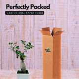 Bonsai Ficus (Grafted - Ficus retusa)- Live Plant in 17cm Pot (Home & Graden)