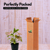 Syngonium Pink (Syngonium Podophyllum) - Live Plant (Home & Graden)