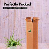 Chlorophytum Comosum ƒ?? Hanging Plant With Pot