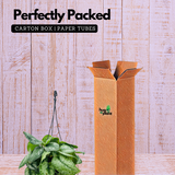 Silver Pictus / Silver Satin Pothos Hanging Plant With Pot