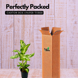 Dieffenbachia Sparkles - Live Plant (Home & Graden)