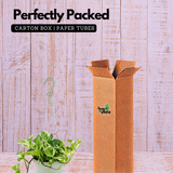 Money plant Scindapsus N' joy Pothos Hanging With Pot