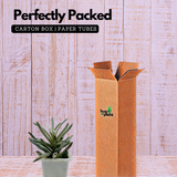 Senecio Wooly | Senecio Scaposus - Live Plant (Home & Garden)