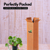 Watermelon Peperomia (Peperomia argyreia) - Live Plant For Indoor (Home & Garden)