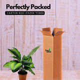 Calathea Beauty Star - Live Plant (Home & Graden)