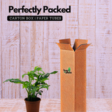 Monstera Adansonii | Broken Heart Plant- Live Plant (Home & Garden)