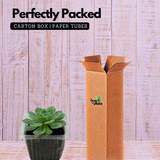 Echeveria Tippy Plant- Live Succulent Plant (Home & Garden)