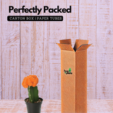 Moon Cactus Orange (Gymnocalycium mihanovichii)- Live Plant (Home & Garden)