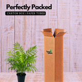 Chamaedorea Palm (Chamaedorea seifrizii) - Live Plant For Indoor (Home & Garden)