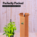 Dracaena Golden Milky / Milky Bamboo Hanging Plant With Pot