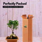 Bonsai Ficus (Grafted - Ficus retusa)- Live Plant in 16cm Pot (Home & Graden)