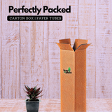 Peperomia Caperata- Live Plant (Home & Garden)