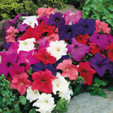 Petunia Nana Compacta Mixed Seed (100 Seeds) (Home & Garden)