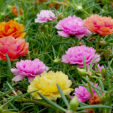 Protulaca Garden Splendour Double Mix Seed (100 Seeds) (Home & Garden)
