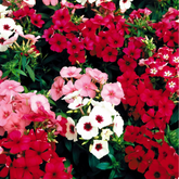 Phlox Drummondii Beauty Mixed Seed (25 Seeds) (Home & Garden)