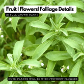 Stevia / Candy Leaf (Stevia rebaudiana) Ornamental/Medicinal Live Plant (Home & Garden)