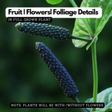 Thippali / Pippalli / Long pepper (Piper longum) Ornamental/Medicinal Live Plant (Home & Garden)
