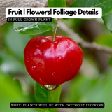 West Indian Cherry / Barbados Cherry (Malpighia emarginata) Fruit Live Plant (Home & Garden)